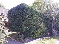Good sized Hedge trim for a regular client of ours..