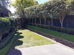 Neatly trimmed for that picture perfect look.