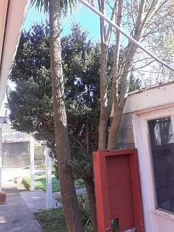 Trees to close to the shed