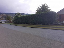 Another good hedge trim for a regular client..